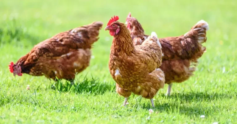 Comprehensive Guide to Hen Health Care