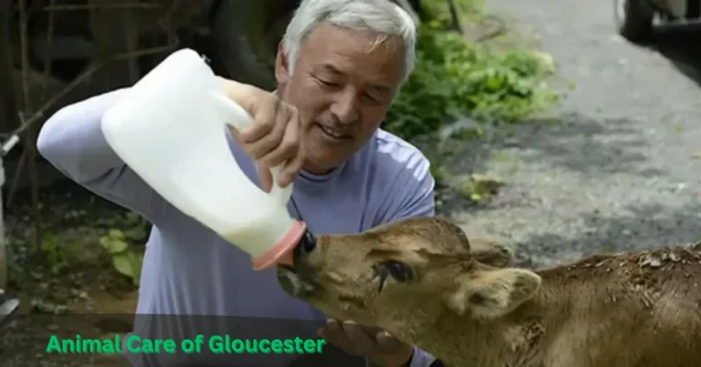 Animal Care of Gloucester