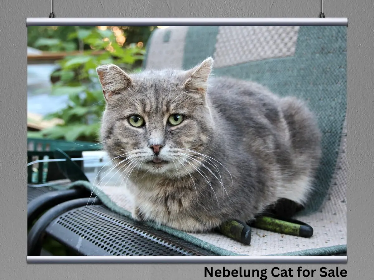 Additional Costs of Owning a Nebelung Cat for Sale