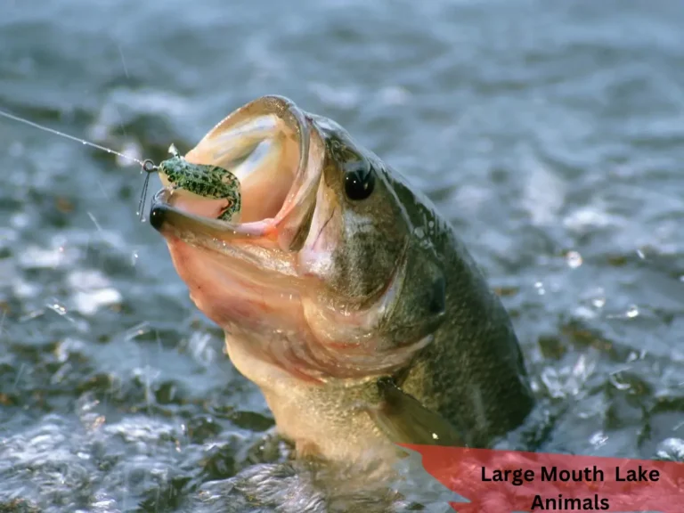 largemouth lake animal nyt