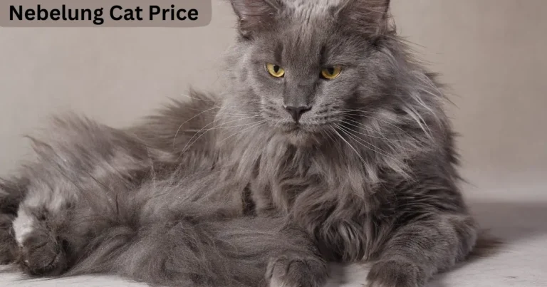 Nebelung Cat Price: Graceful, Blue-Coated Feline Beauty