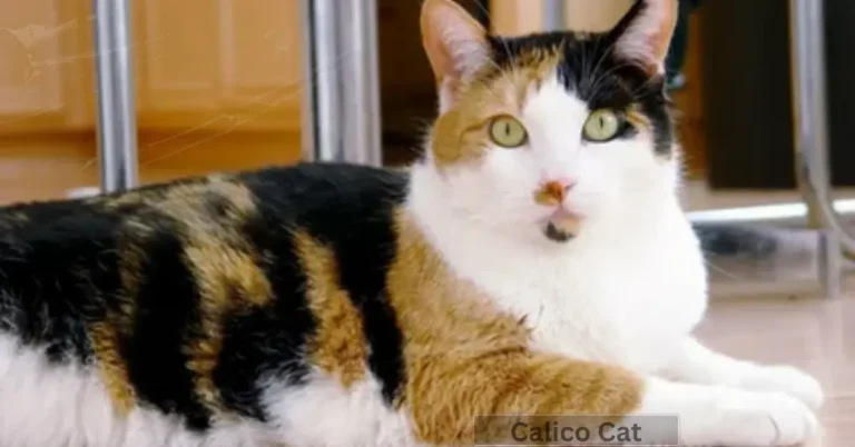 types of calico cat