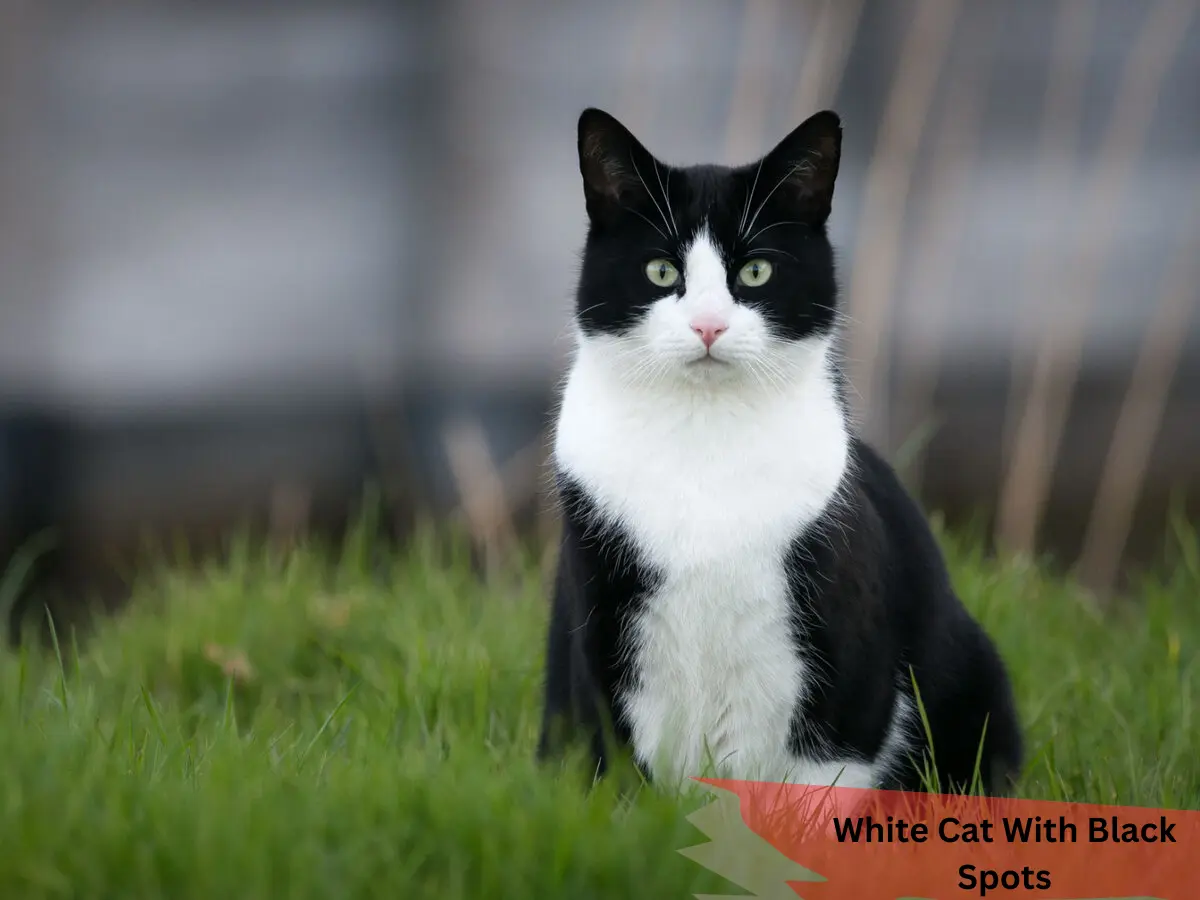 White Cat with Black Spots Discover Their Unique Breeds